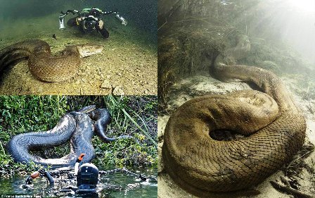 Penyelam Nekat Memotret dari Dekat Anaconda di Habitatnya